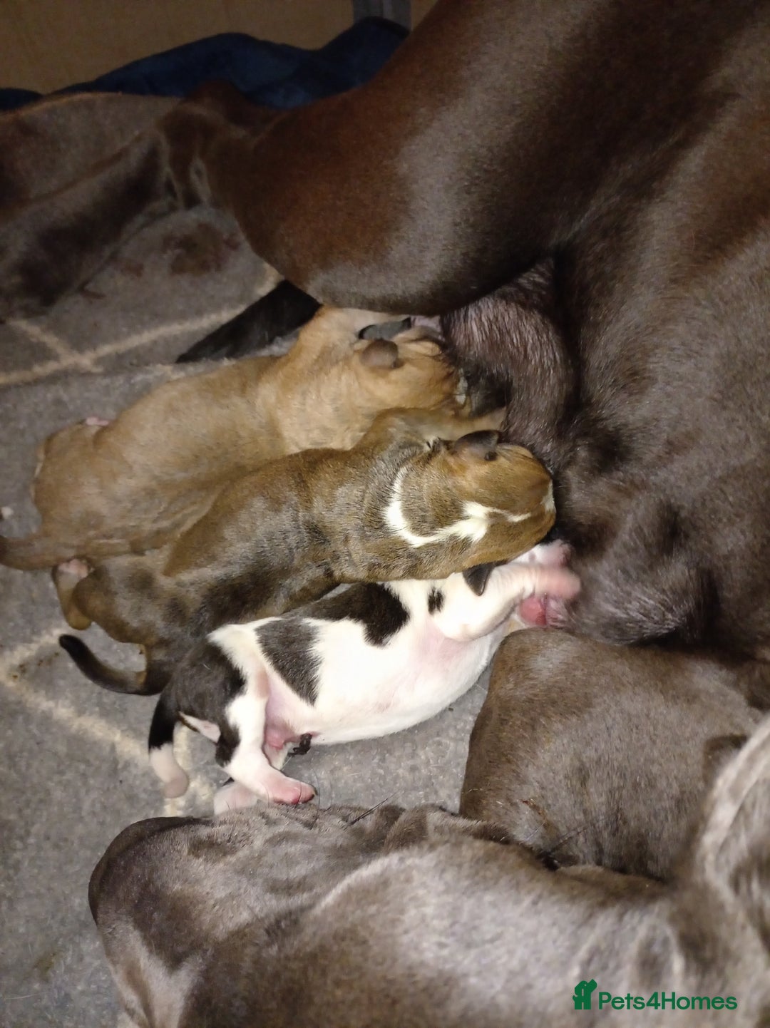 Mixed Breed dogs for sale: Canecorso mixed with American bulldog puppies - Advert 8