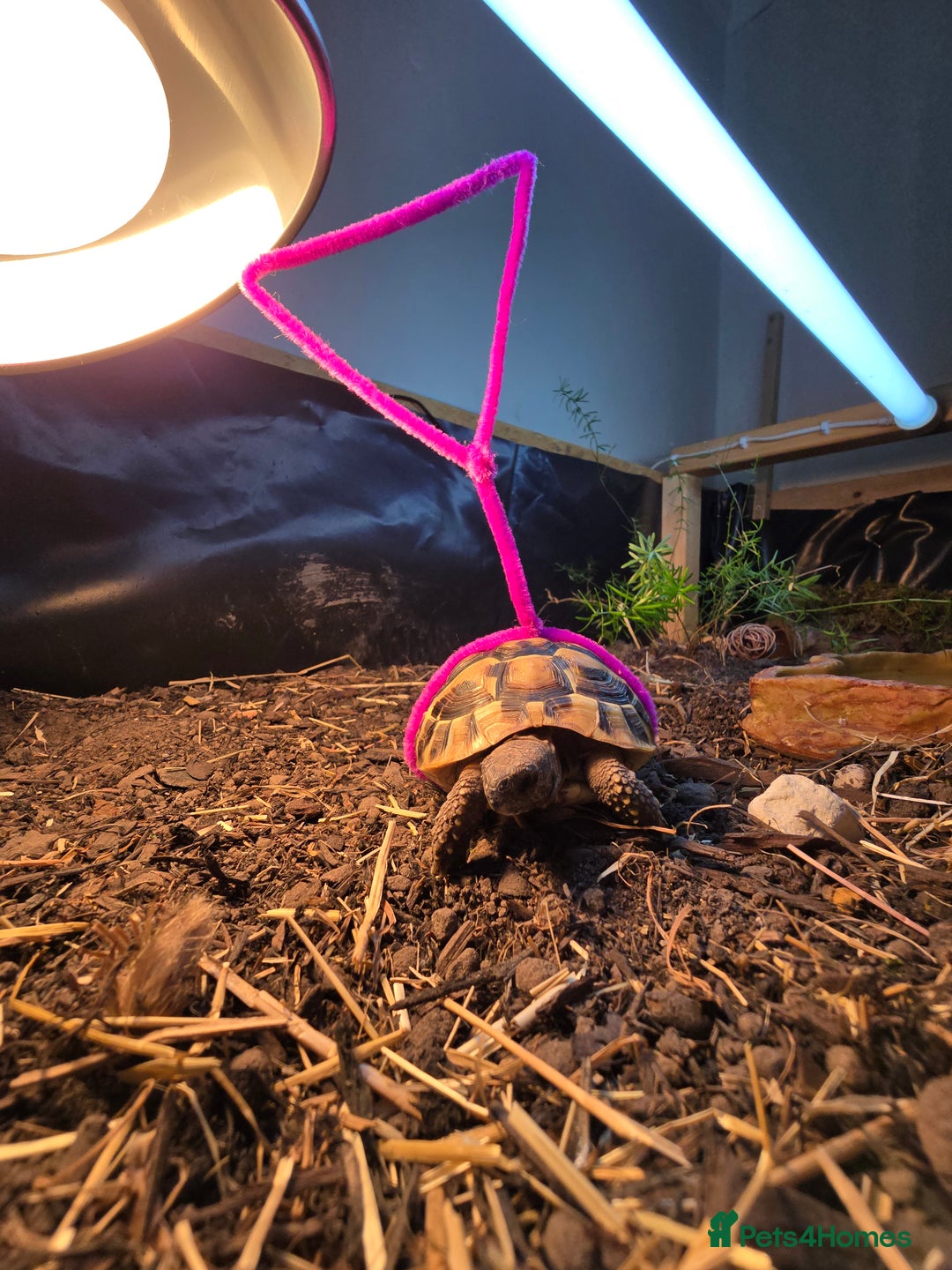 Tortoise reptiles for sale: Hermann’s Tortoise – 20 Months Old - Image 6