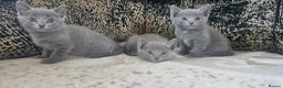 Russian Blue cats for sale: **TICA full pedigree Russian Blue kittens - Advert 7