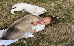 Siberian Husky dogs for sale: Stunning Pure siberian husky pups - Image 12