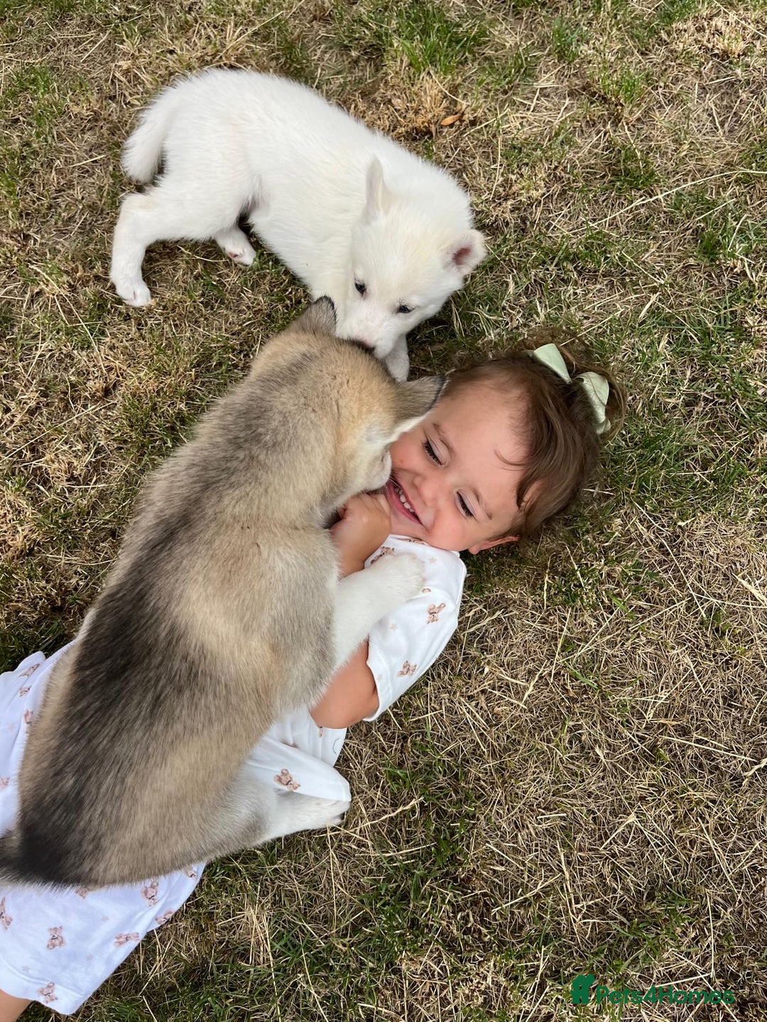 Siberian Husky dogs for sale: Stunning Pure siberian husky pups - Image 12