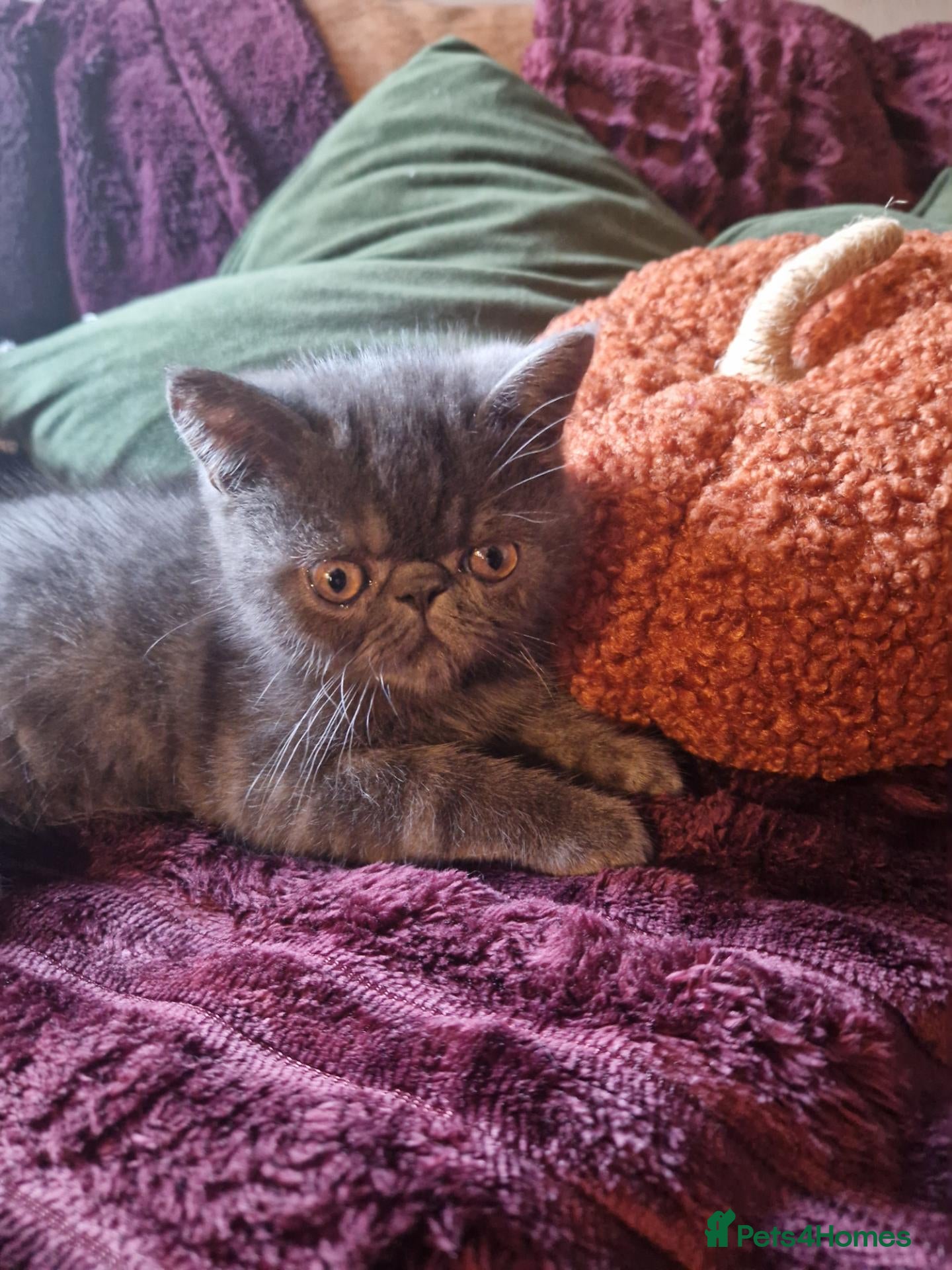 Persian cats Blue Persian exotic  - Advert 15