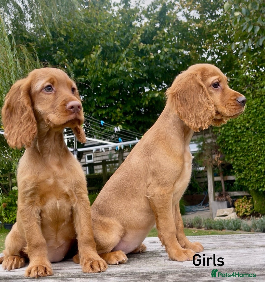 Cocker Spaniel dogs for sale: Red Cocker Spaniel Puppies Ready Now - Image 4