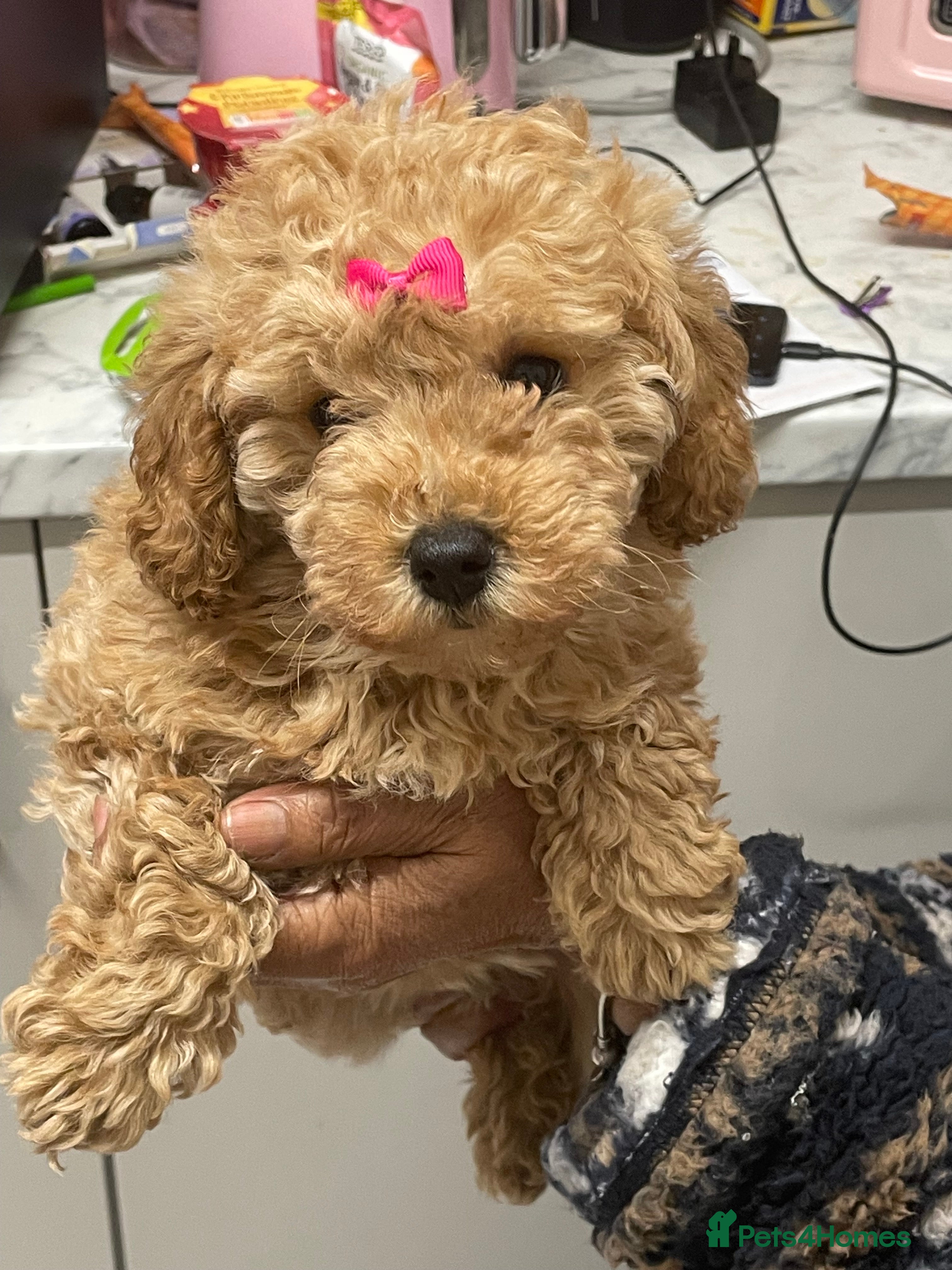 Mixed Breed dogs Miniature red poodles puppies for sale in Reading - Advert 2