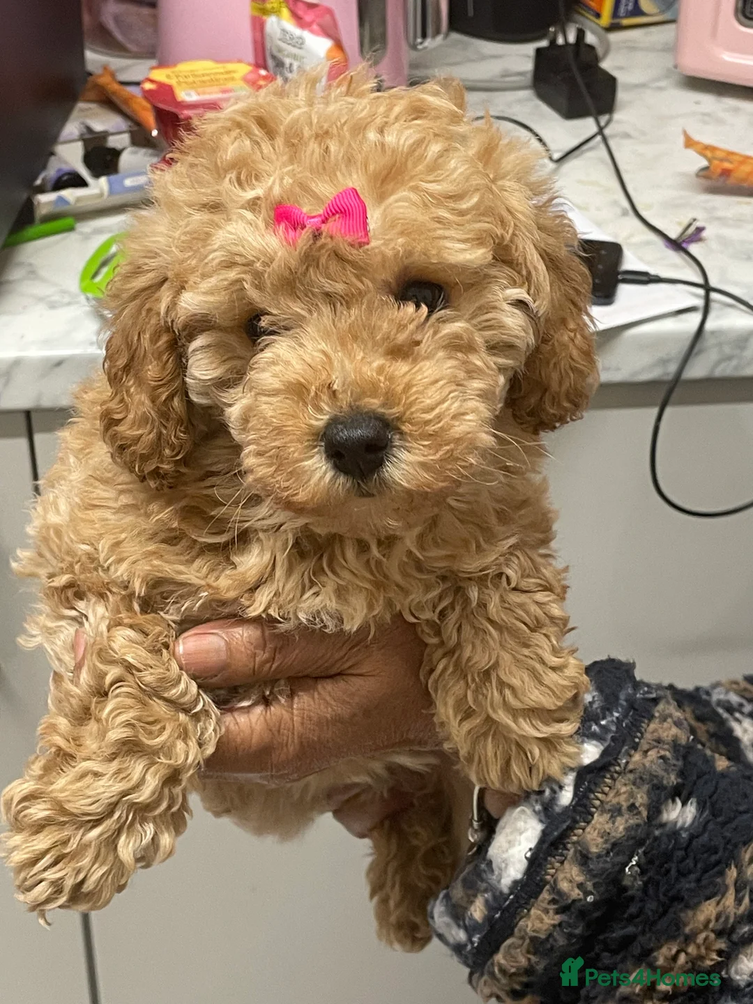 Mixed Breed dogs for sale: Miniature red poodles puppies for sale in Reading - Advert 1
