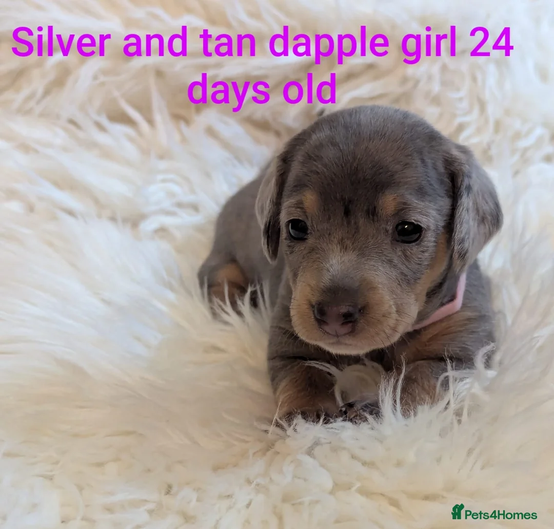 Miniature Dachshund dogs for sale: KC Reg Mini Dachshund Puppies –Loving Homes Only!  - Advert 7