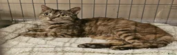 Domestic Shorthair cats for adoption: Become a Penny Paws foster homes for cats in need - Advert 7