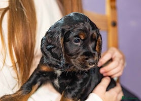 Cocker Spaniel dogs - Advert 6