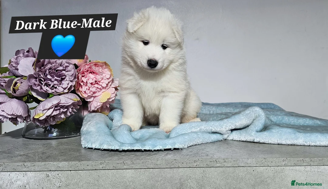 Samoyed dogs for sale: ‼️KC Registered Puppies!!!‼️ - Advert 13