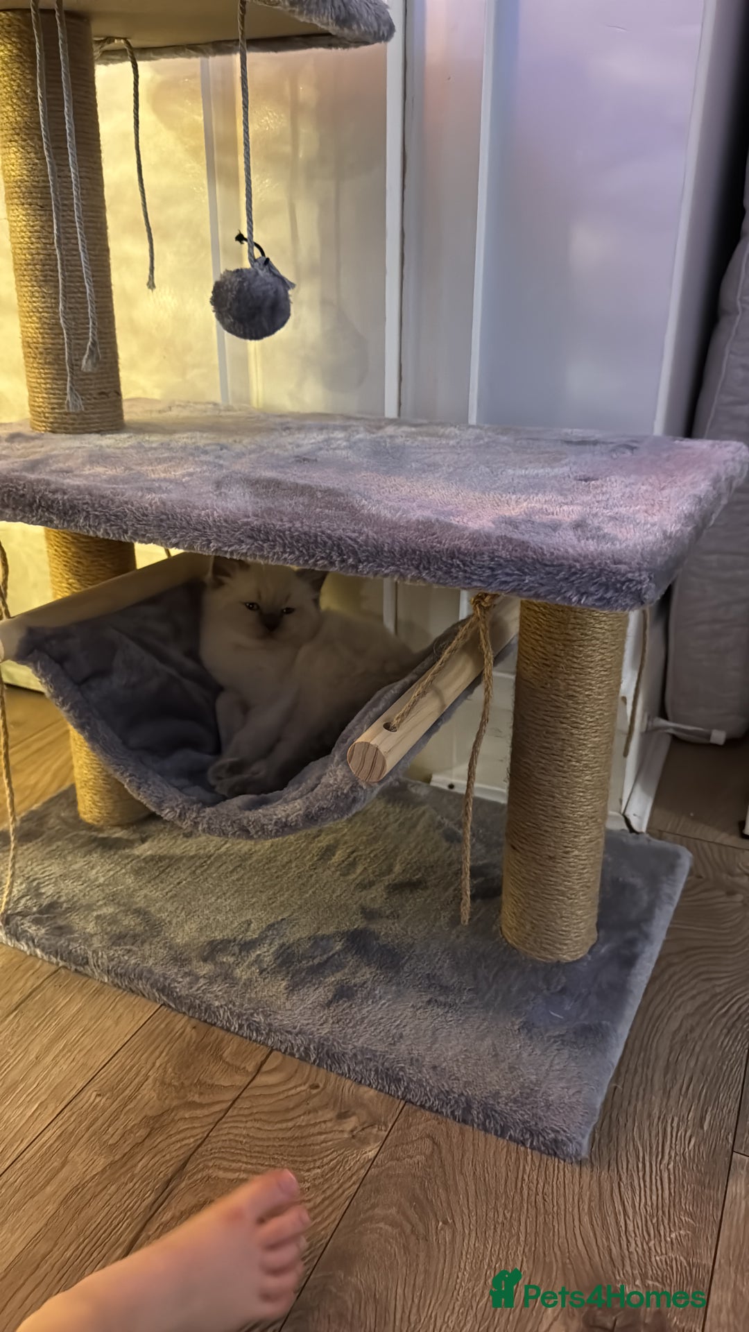 Ragdoll cats for sale: Our Teddy need new home - Advert 8