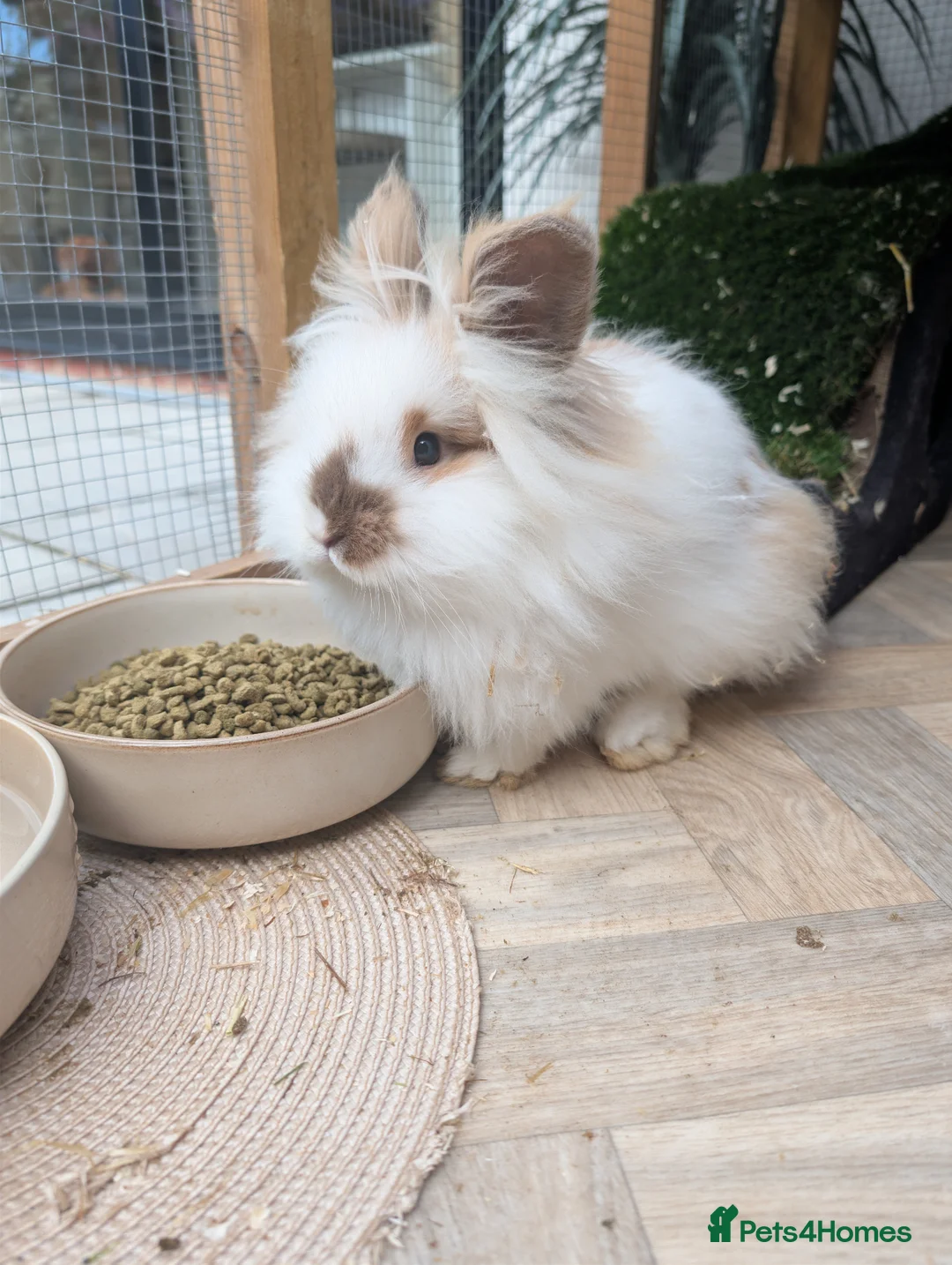Lionhead rabbits for sale: 2x Lionhead Bucks  - Advert 2
