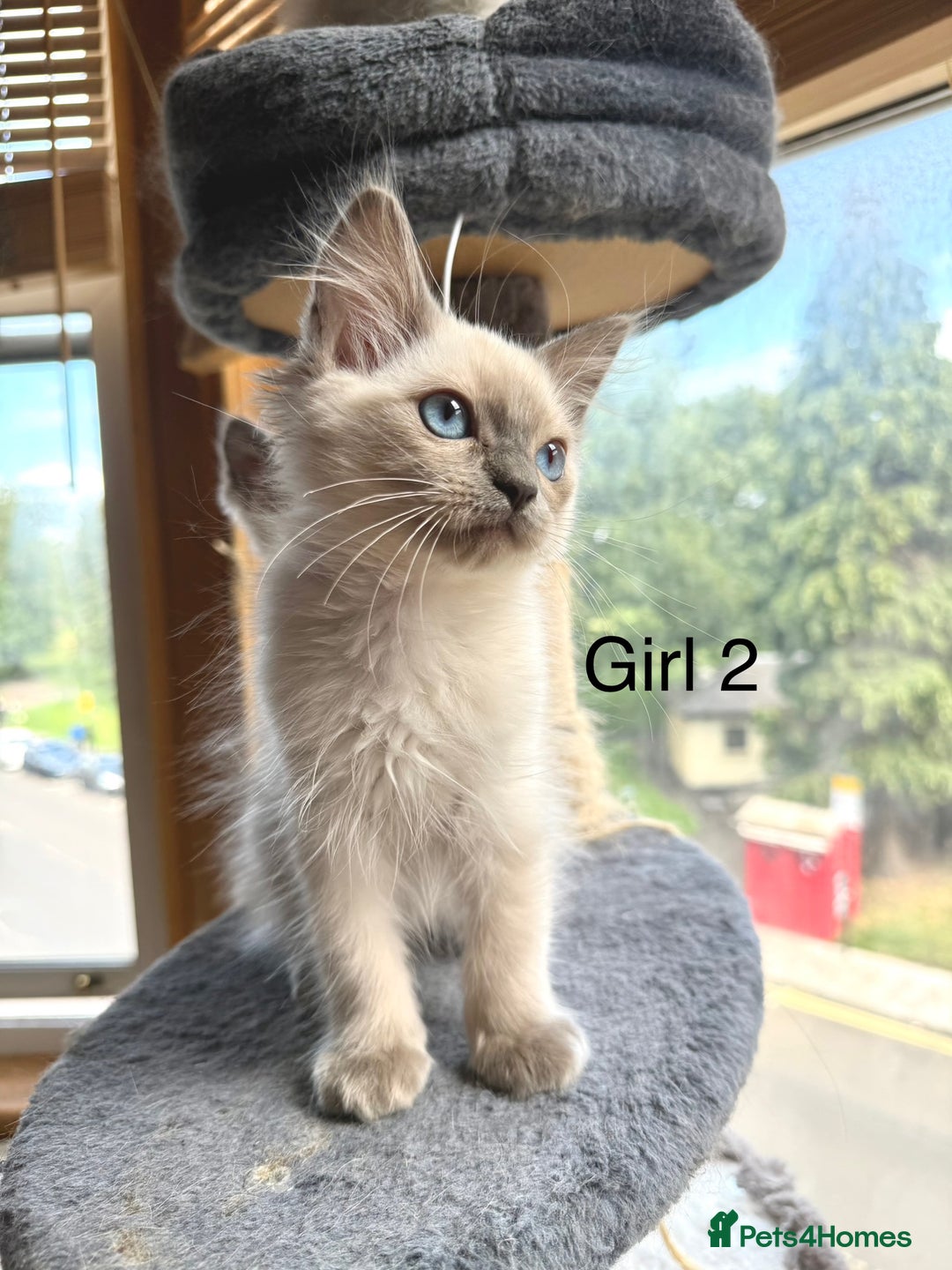Ragdoll cats for sale: 4 beautiful ragdoll kittens  - Image 13