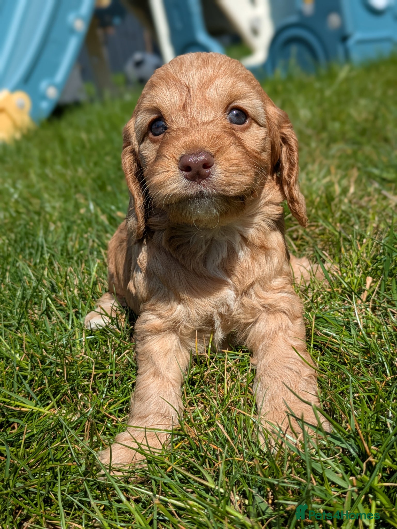 Cockapoo dogs Miniature F1 Cockapoo Pups, Health Tested Parents - Advert 2