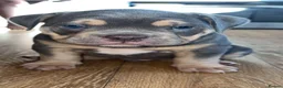 American Bully dogs for sale: Pocket Bully/Exotic Bully pups 🐶  in Cardiff - Advert 17