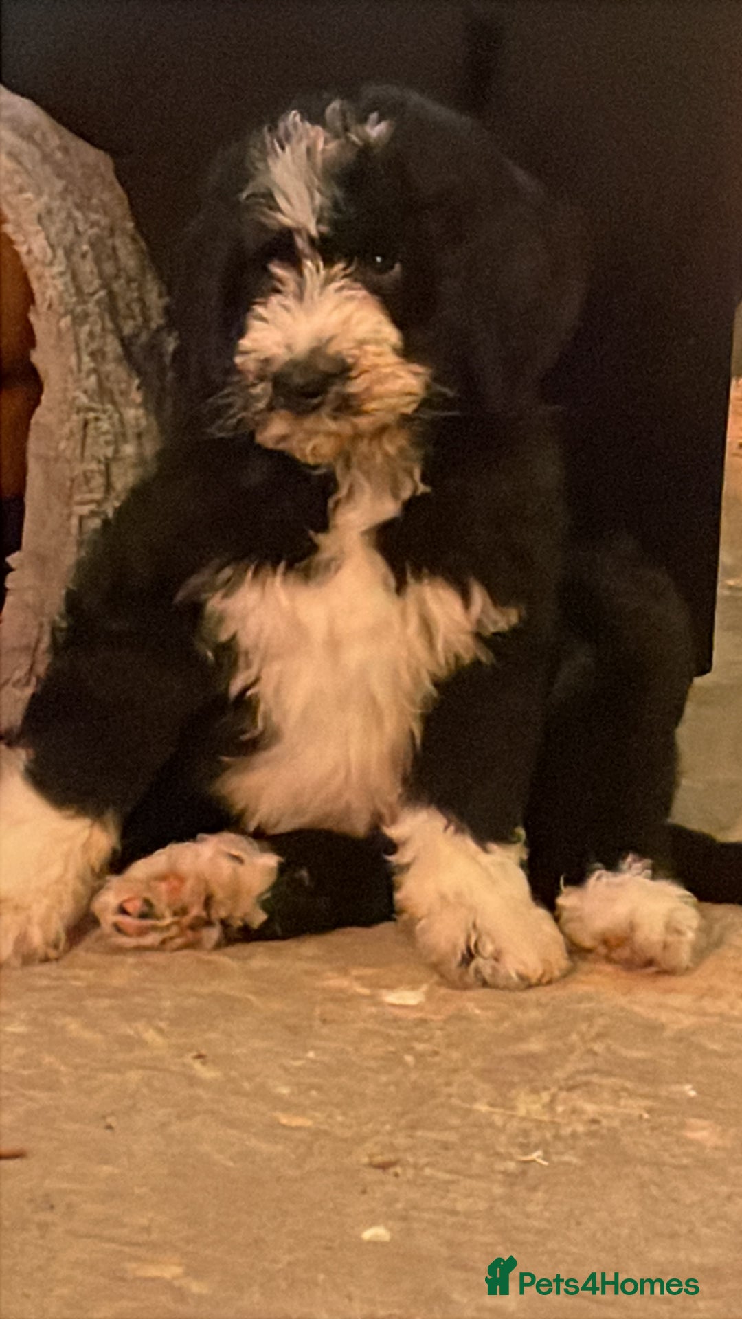 Bernedoodle dogs for sale: F1 Bernadoodle puppy bitch - Advert 3