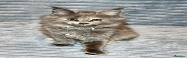 Maine Coon 2