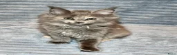 Maine Coon cats for sale: Maine Coon Kittens looking for their forever home - Advert 3