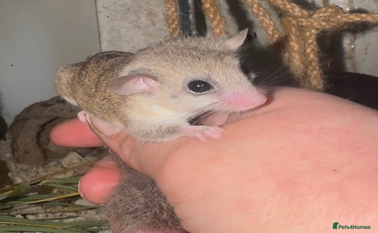 Mouse rodents Mixed Age African Pygmy Dormice  - Advert 2