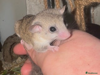 Mouse rodents Mixed Age African Pygmy Dormice - Advert 1