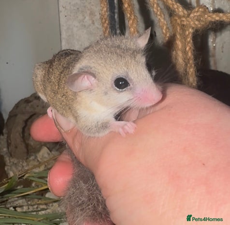 Mouse rodents Mixed Age African Pygmy Dormice - Advert 1