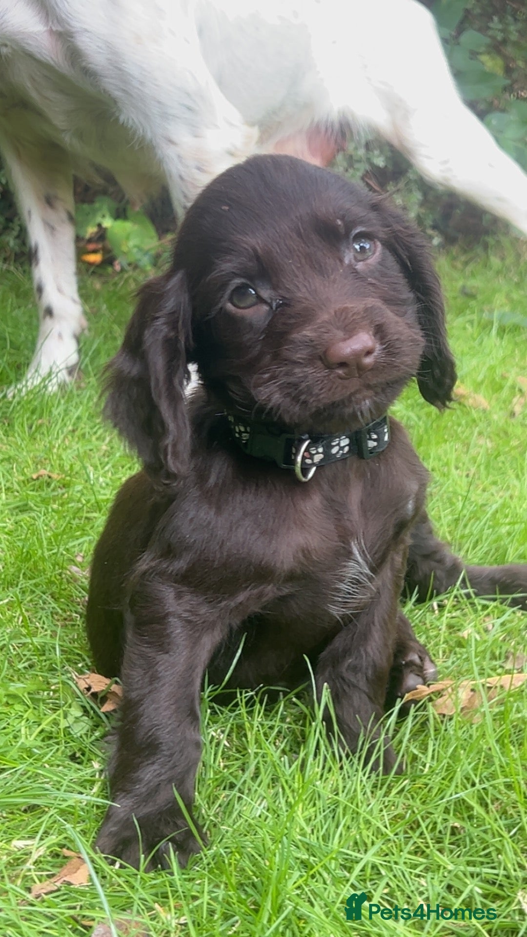 Sprocker dogs Sprocker Pups  - Advert 4