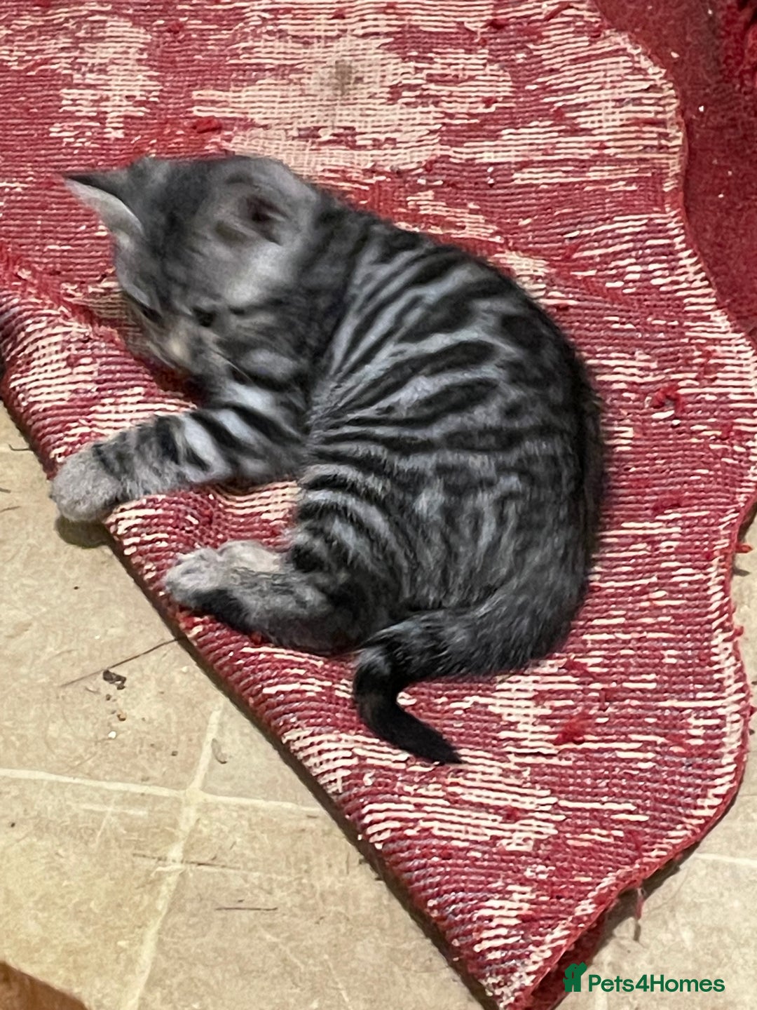 Bengal cats for sale: Bengal x kittens boys  - Advert 3