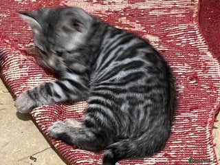 Bengal cats Bengal x kittens boys - Advert 1