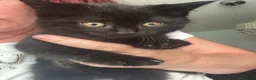 British Shorthair cats for sale: British short hair cross kittens  in Willenhall - Advert 13
