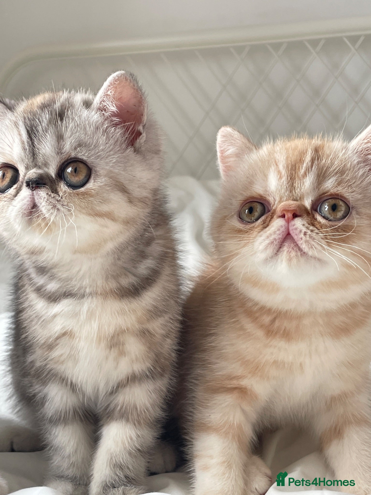 Exotic cats Gorgeous GCCF reg. kittens from Champions parents  - Advert 7