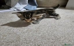 Mixed Breed cats for sale: Five Stunning Bengal X Kittens For Sale  - Image 13