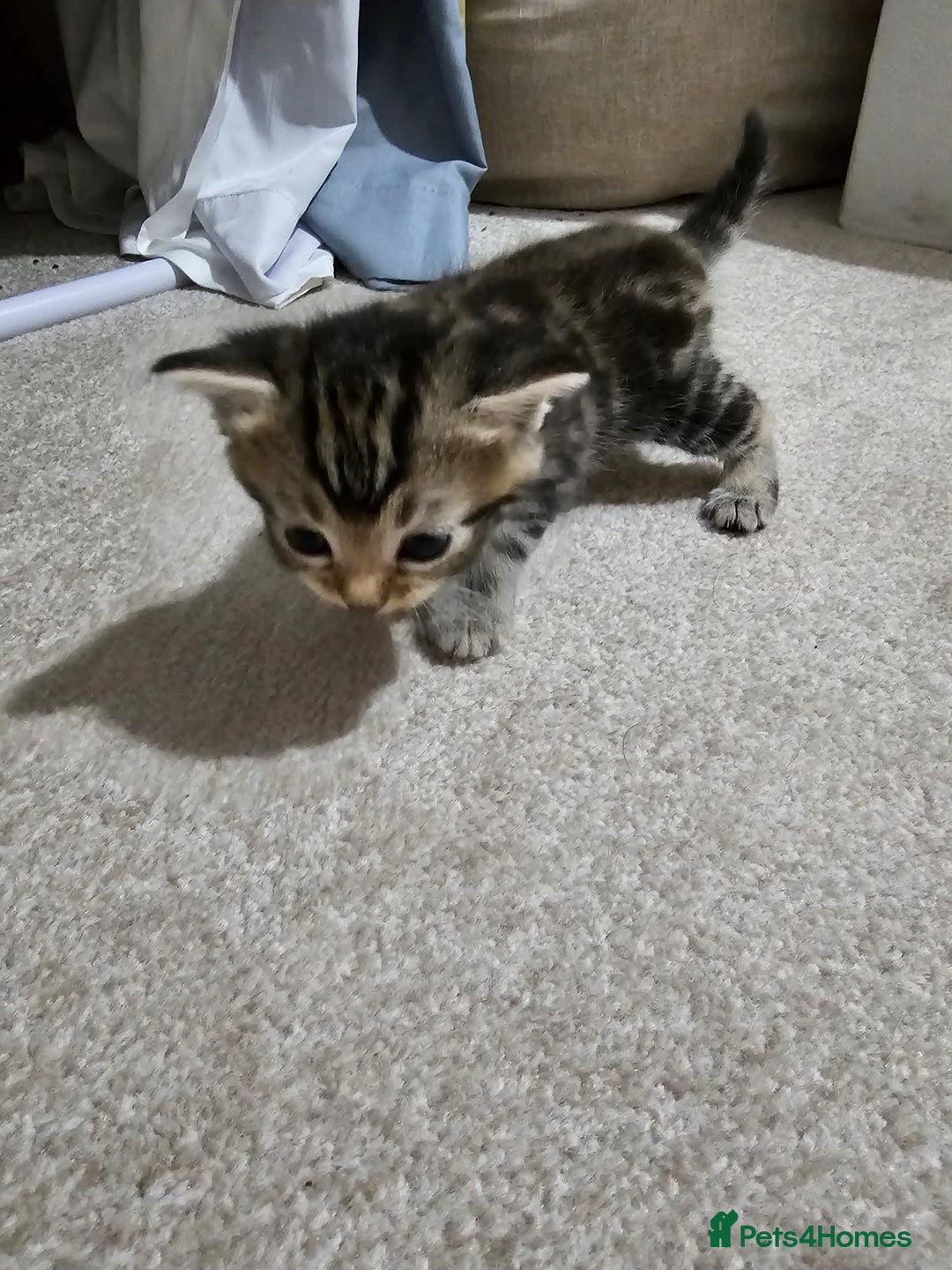 Mixed Breed cats for sale: Five Stunning Bengal X Kittens For Sale  - Image 13