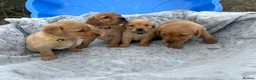 Goldador dogs for sale: Labrador retriever puppies  - Advert 2