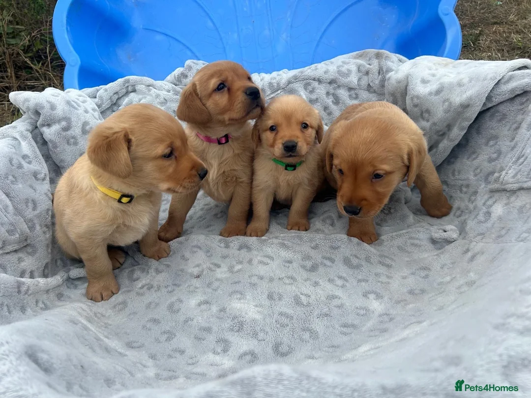Goldador dogs for sale: Labrador retriever puppies  - Advert 2