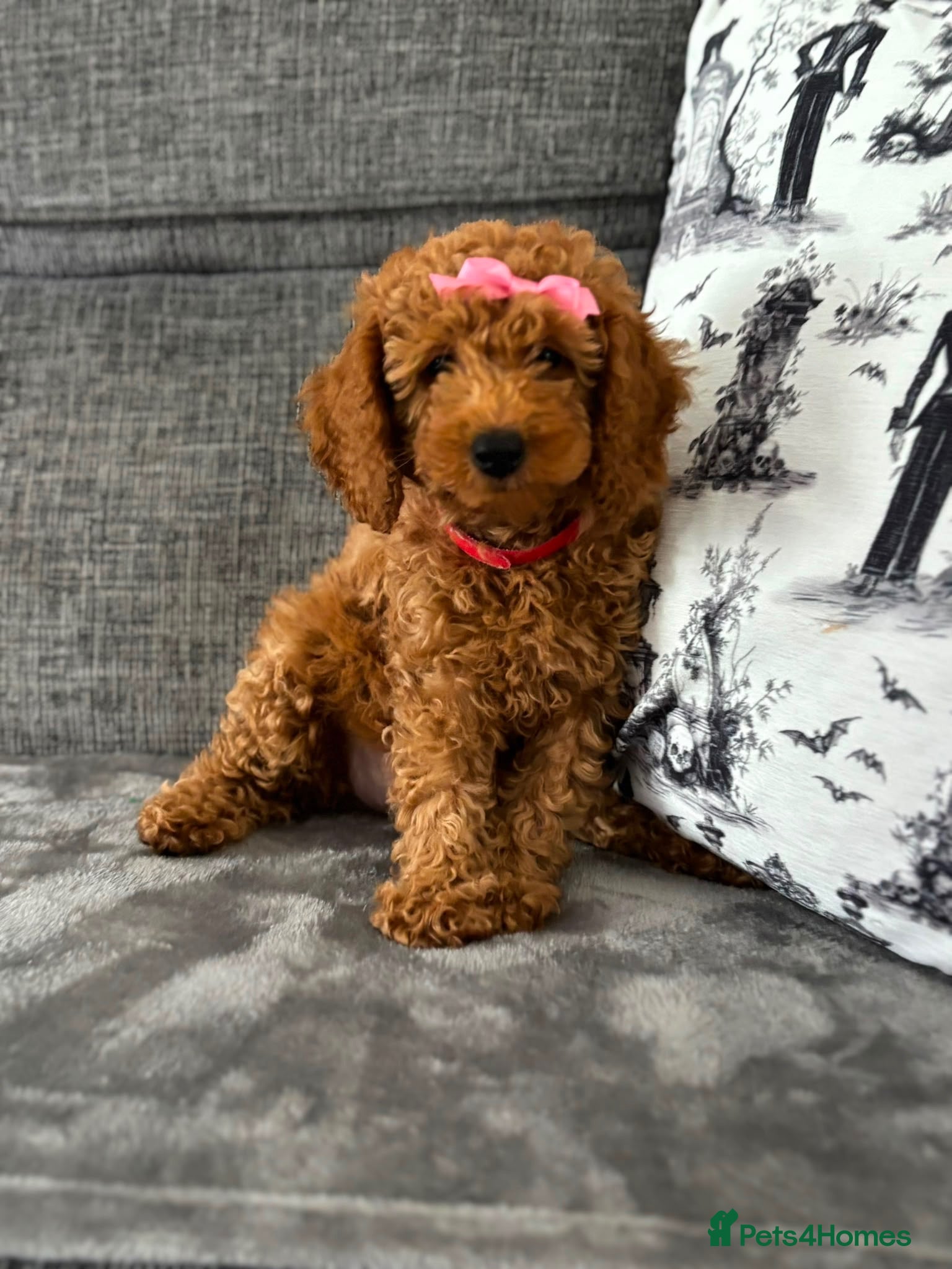 Poodle dogs Red Miniature Poodles - Advert 2