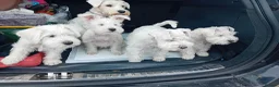 Miniature Schnauzer dogs for sale: Champion Bloodline White Miniature Schnauzers  in Preston - Advert 13