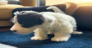 Sealyham Terrier dogs Stunning KC Litter Of Sealyham Terriers - Advert 7