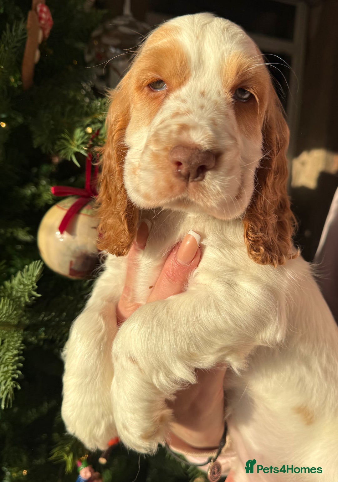 Cocker Spaniel dogs for sale: Stunning orange & white show cocker Girls  - Advert 3