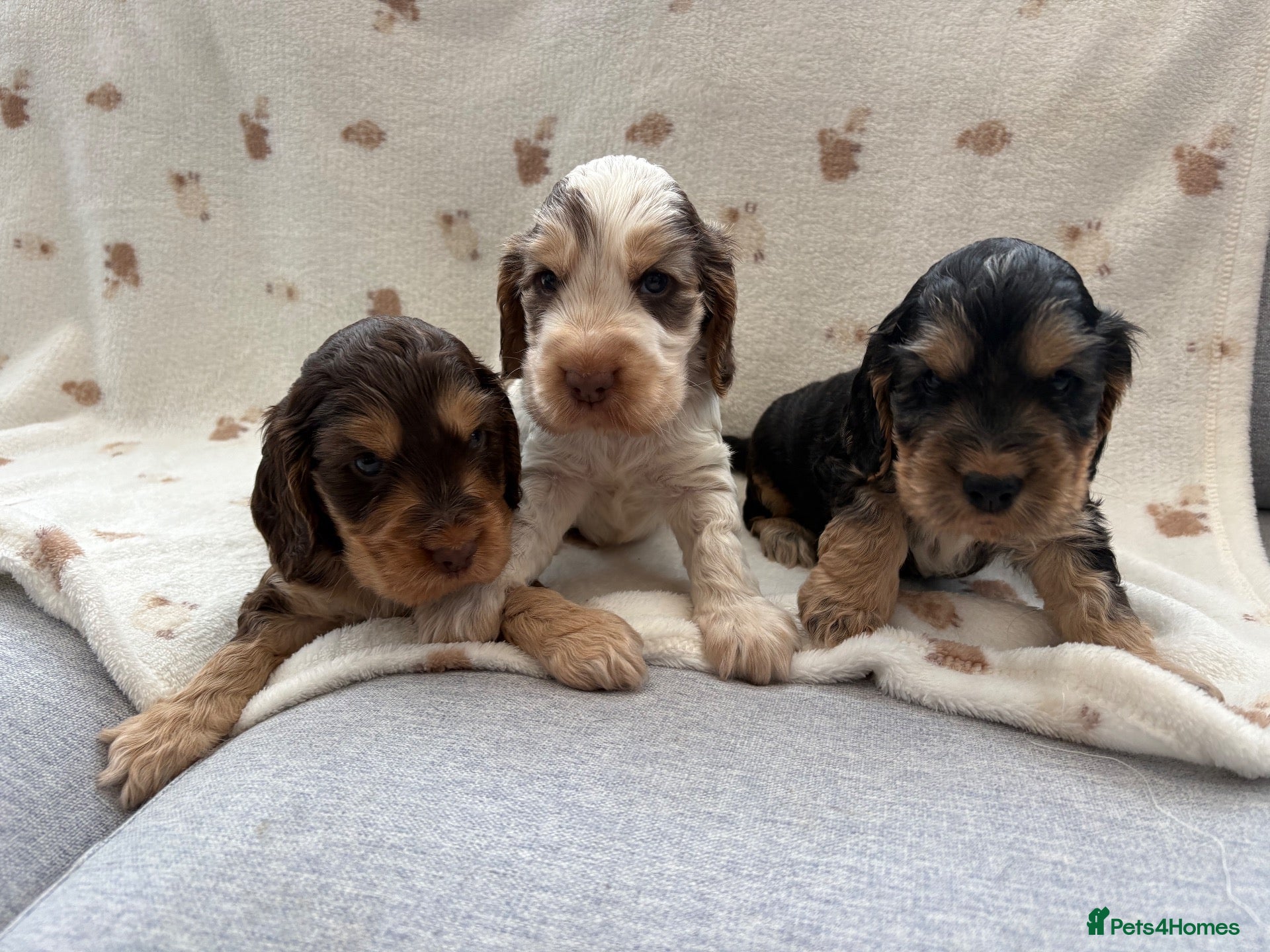 Cocker Spaniel dogs Beautiful KC Show cockers  - Advert 1