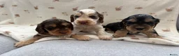 Cocker Spaniel dogs for sale: Beautiful KC Show cockers  - Advert 1