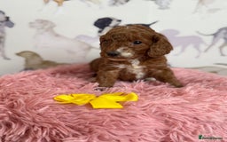 Cockapoo dogs for sale: F1 Cockapoo’s **fully DNA tested** - Image 8