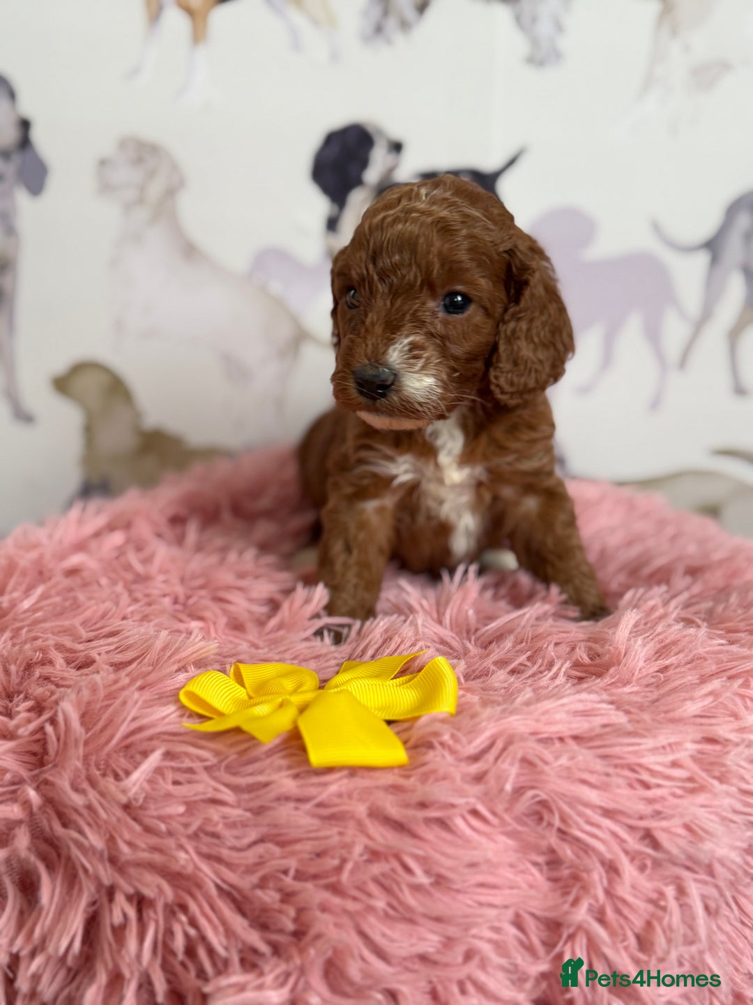 Cockapoo dogs for sale: F1 Cockapoo’s **fully DNA tested** - Image 8