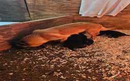 Mixed Breed dogs for sale: Labrador X Belgian Shepherd  - Image 6
