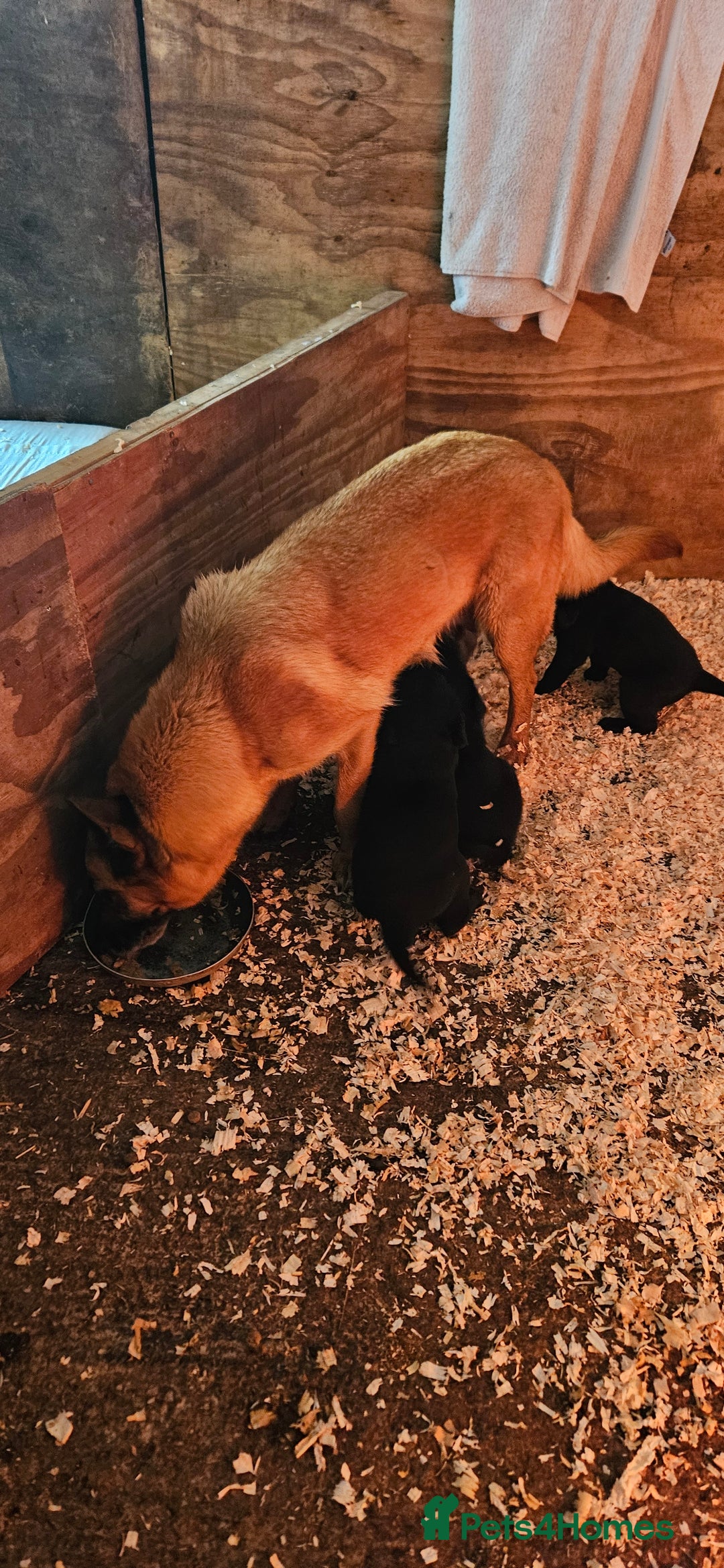 Mixed Breed dogs for sale: Labrador X Belgian Shepherd  - Image 6