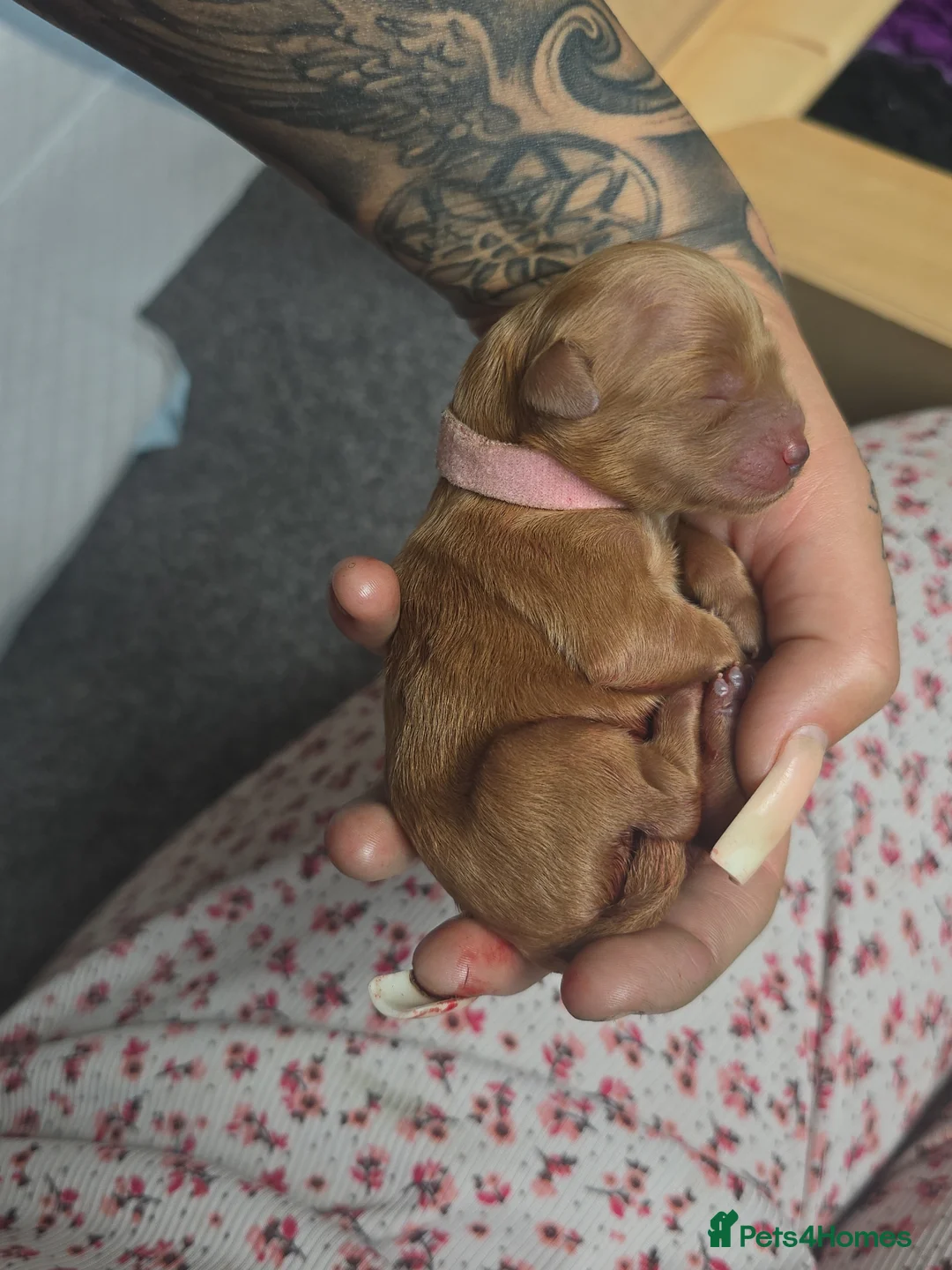 Cockapoo dogs for sale: Stunning F1BB Toy American Cockapoos - Advert 19