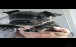 Mixed Breed dogs for sale: Staffy x fluffy french  - Image 5