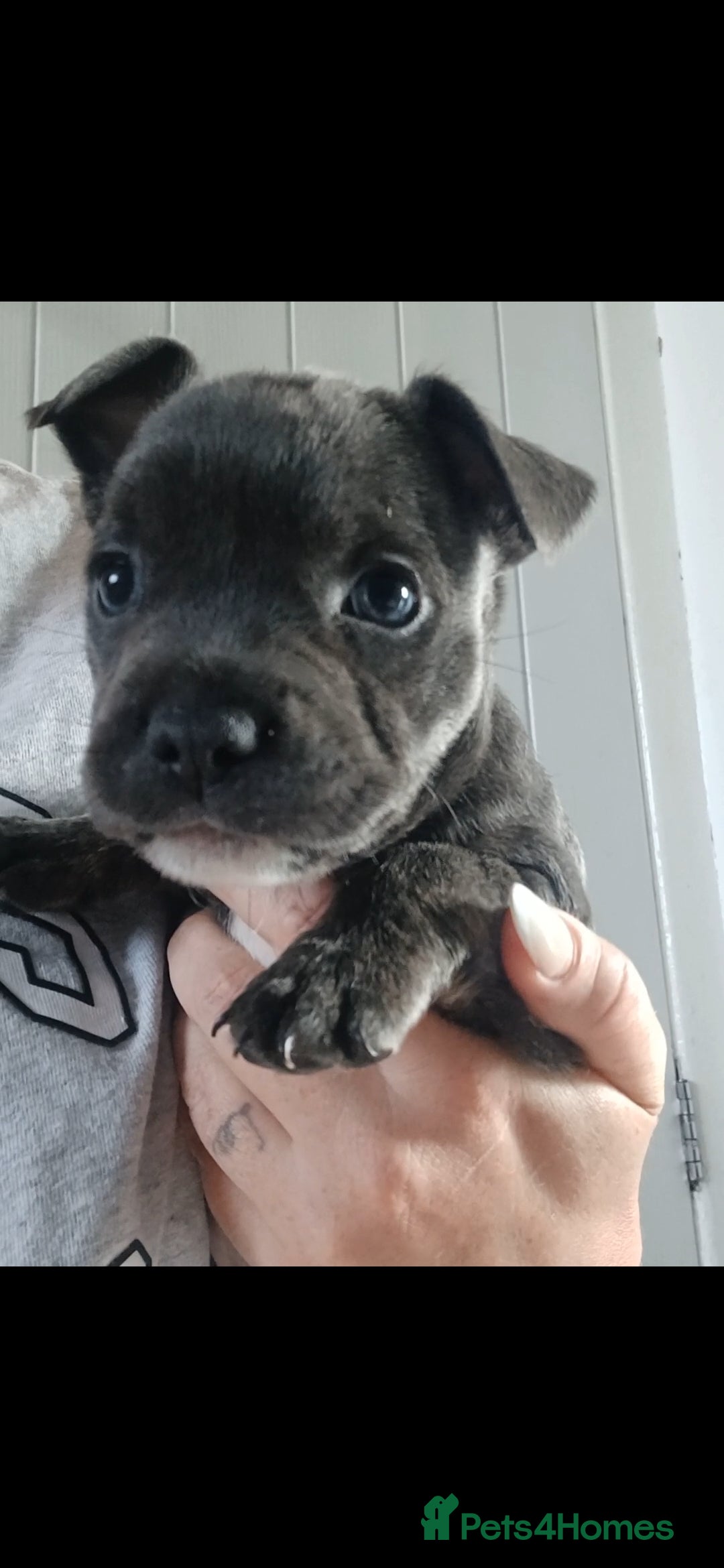 Mixed Breed dogs for sale: Staffy x fluffy french  - Image 5