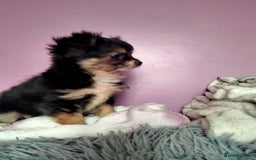 Chihuahua dogs for sale: Tiny Tiny chihuahuas  - Image 3