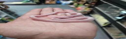 Snake reptiles for sale: Palmetto cornsnake baby for sale  - Advert 4