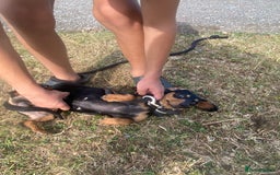 Dachshund dogs for sale: black and tan miniature Dachshund girl - Image 2