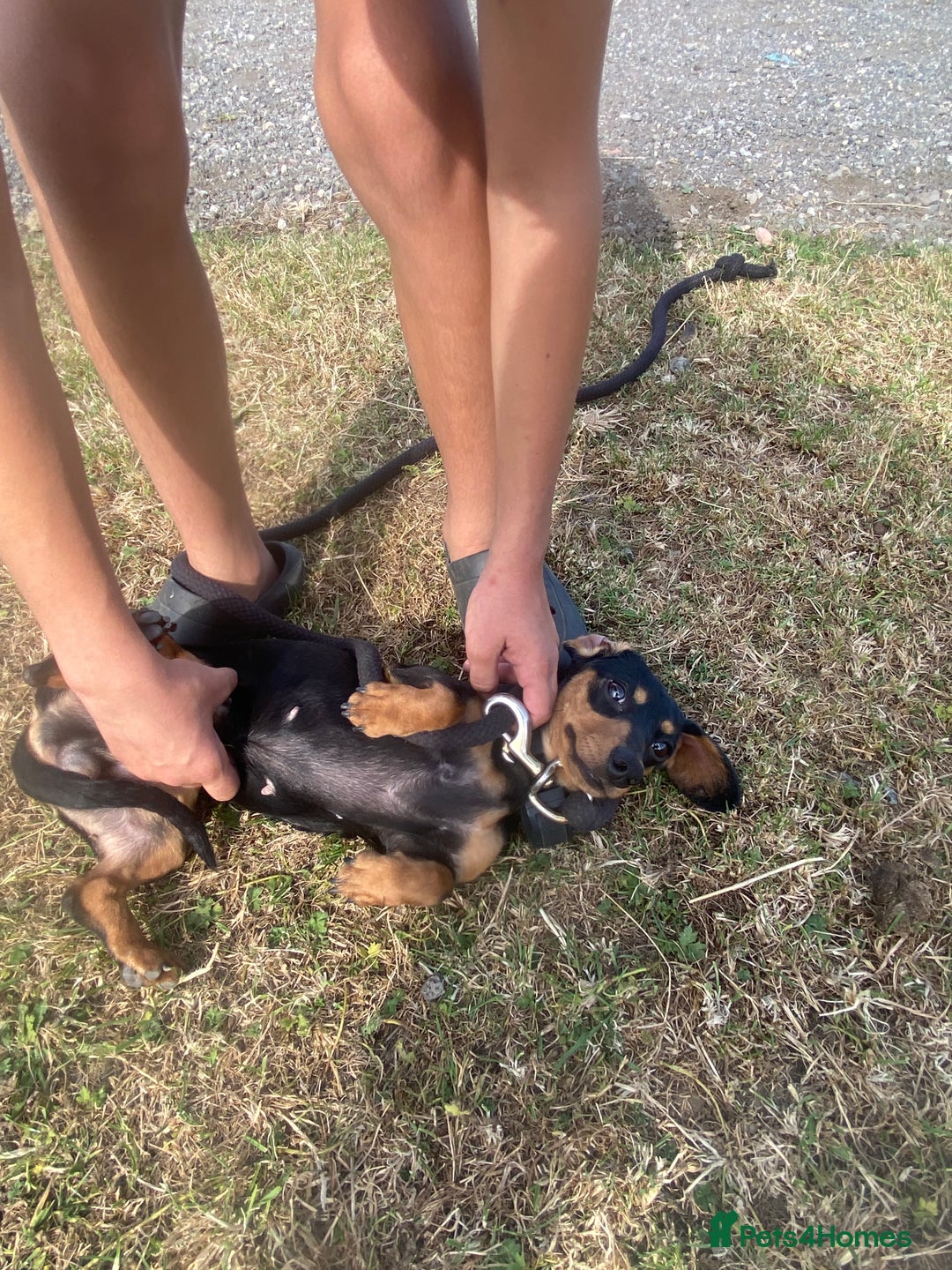 Dachshund dogs for sale: black and tan miniature Dachshund girl - Image 2